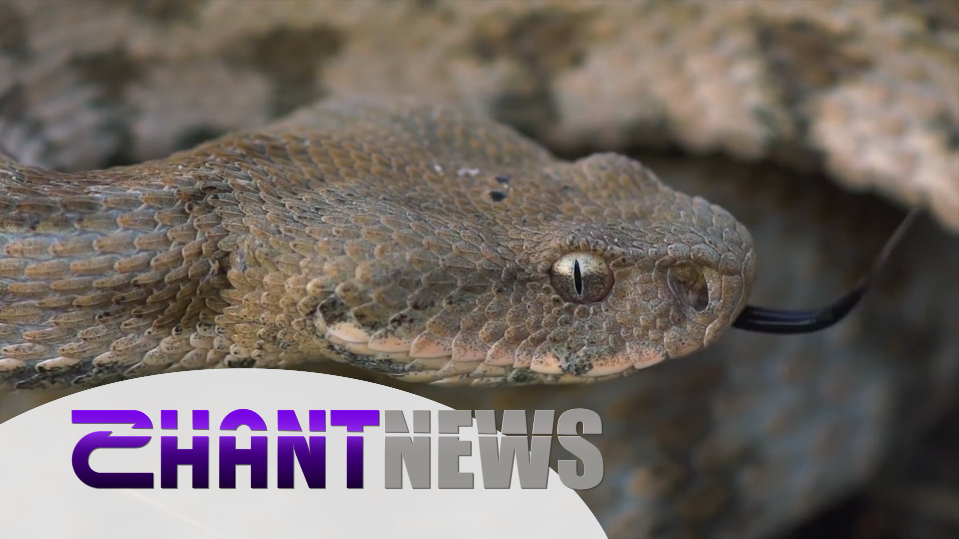 Օձեր. միֆեր և իրականություն․ ի՞նչ անել, երբ հանդիպել եք օձի