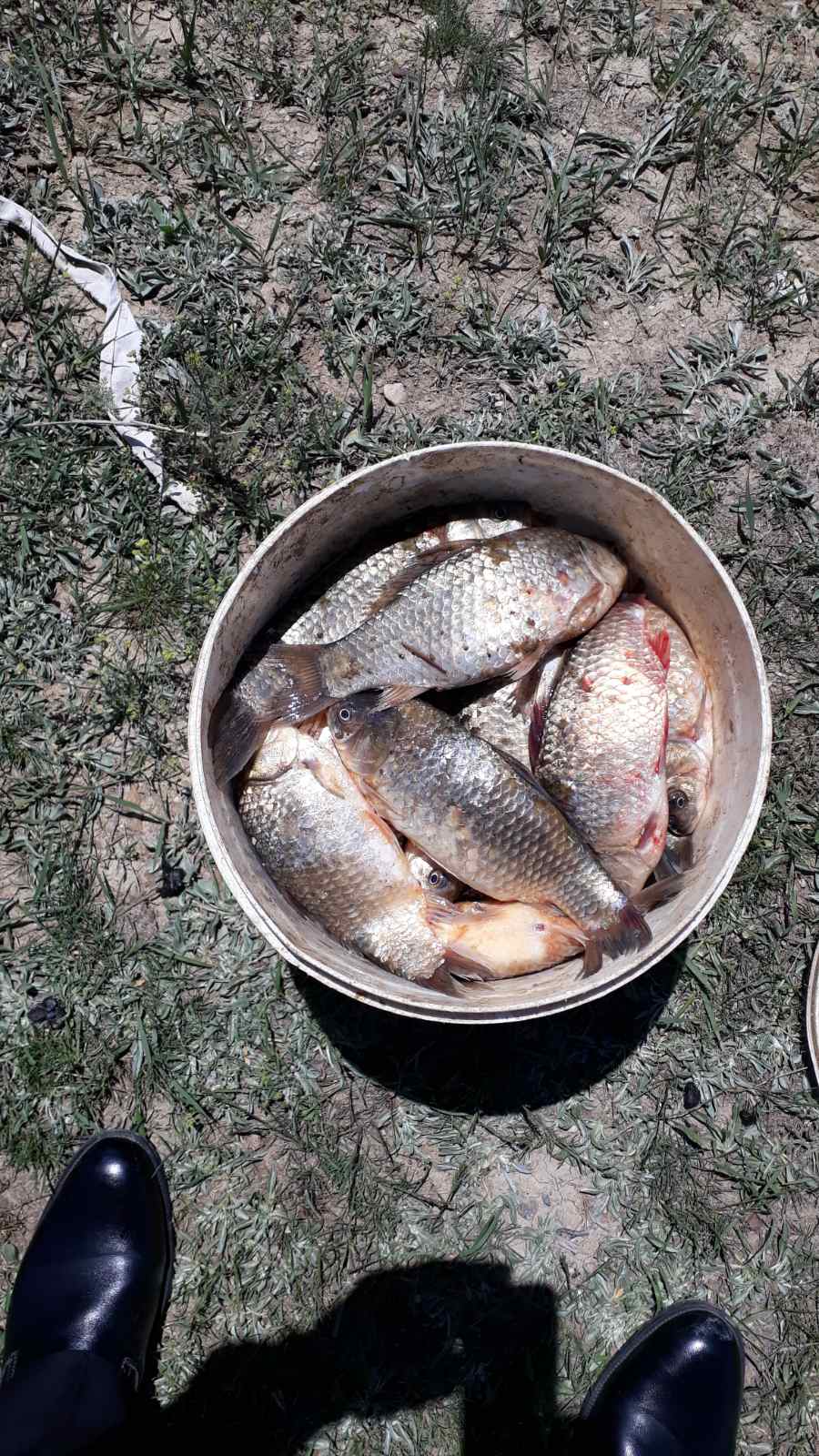 Առգրավվել է 10.4 կգ ձուկ