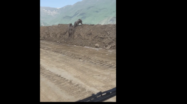 Արջի քոթոթները Քաջարանի մոտակայքում