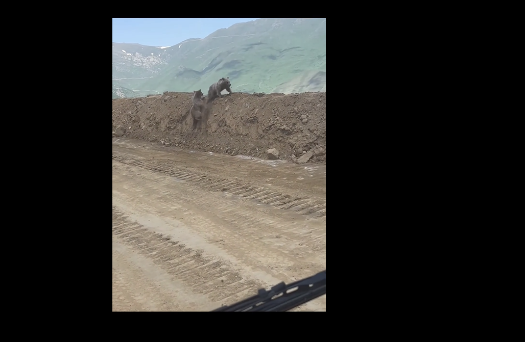 Արջի քոթոթները Քաջարանի մոտակայքում