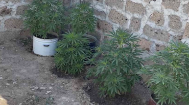 Քրեական հետախույզները Նորապատ գյուղում թմրանյութ են հայտնաբերել