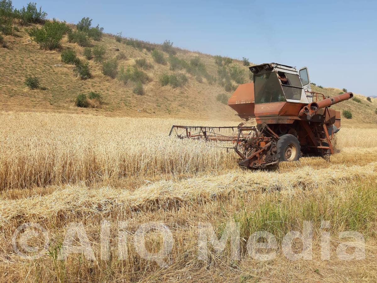 Վրաստանը Ղազախստանից կներմուծի ցորեն և ալյուր