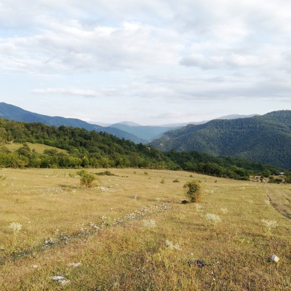 Քննարկվել են Լոռու մարզում անտառվերականգնմանն ուղղված միջոցառումները և ապօրինի անտառահատումների խնդիրները