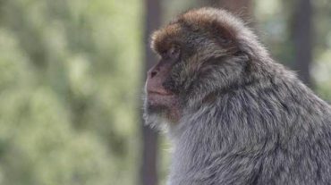 Հնդկաստանում կապիկը փախել է պաշտոնյայի ակնոցներով