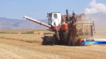 Շիրակի մարզում հացահատիկի բերքահավաքը շարունակվում է․ աշնանացան ցորենի միջինը՝ 25 ցենտներ բերք են ակնկալում