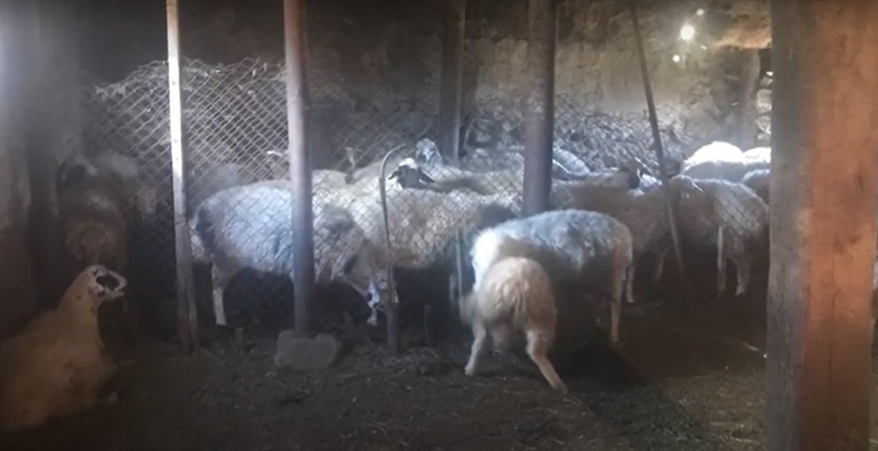 Ութ ոչխարից վեցը վերադարձվեց տիրոջը. Վարդենիսի ոստիկանների բացահայտումը