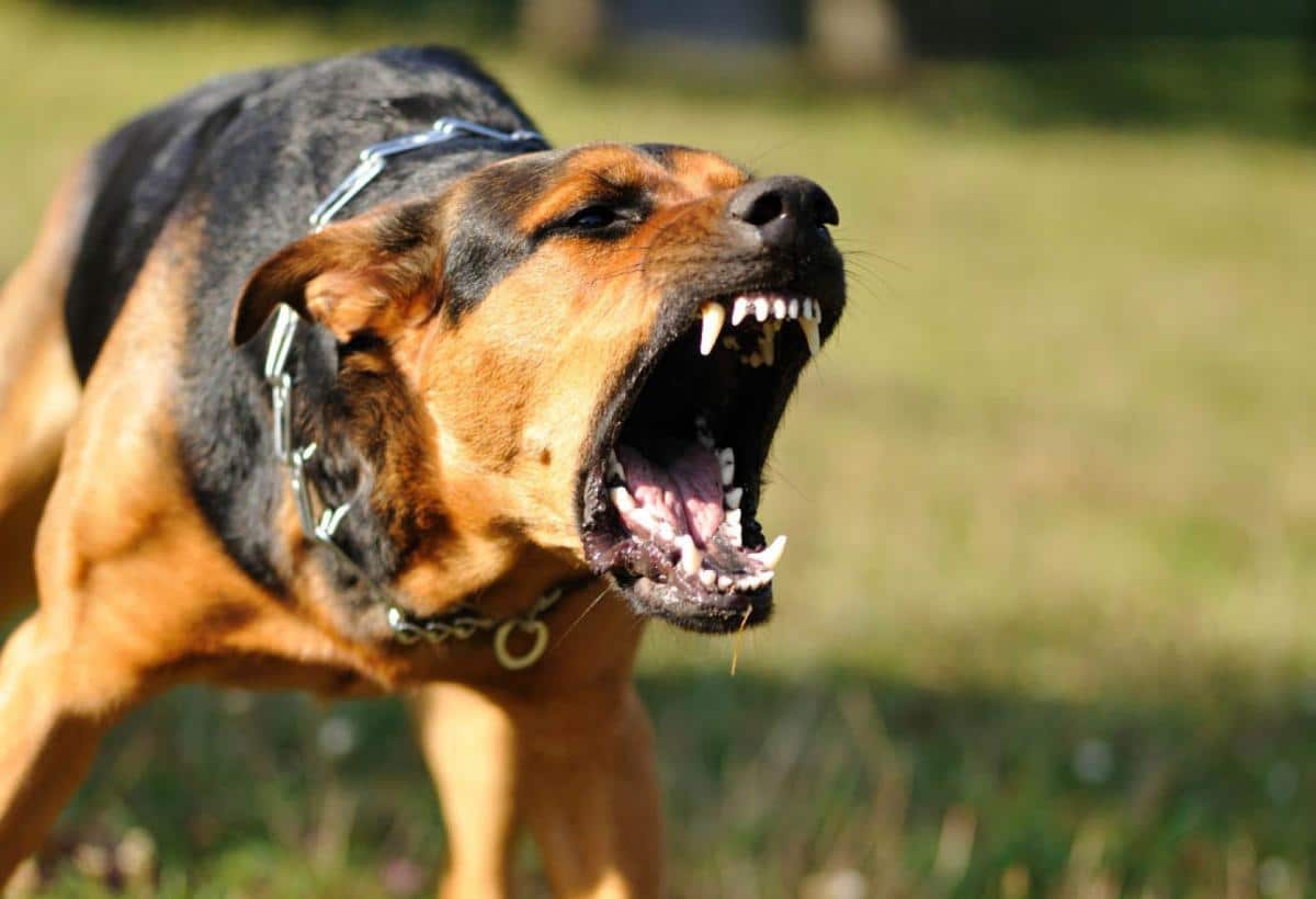 Ինչպե՞ս խուսափել ագրեսիվ շների ոհմակից. Շները պատրաստ չեն կռվել զոհի հետ.ԱԻՆ