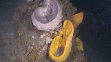 Գիտնականները Խաղաղ օվկիանոսում հայտնաբերել են խորջրյա «պարտեզներ»