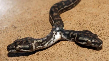 ԱՄՆ-ում հայտնաբերվել է հազվադեպ երկգլխանի օձ
