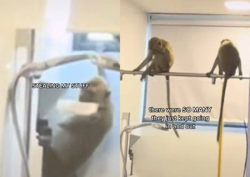 Սինգապուրում մակակները մտել են լոգարան և խառնաշփոթ սարքել