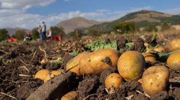 Լոռու մարզում միջինը 1 հա-ից շուրջ 25 տոննա կարտոֆիլի բերք է ստացվել