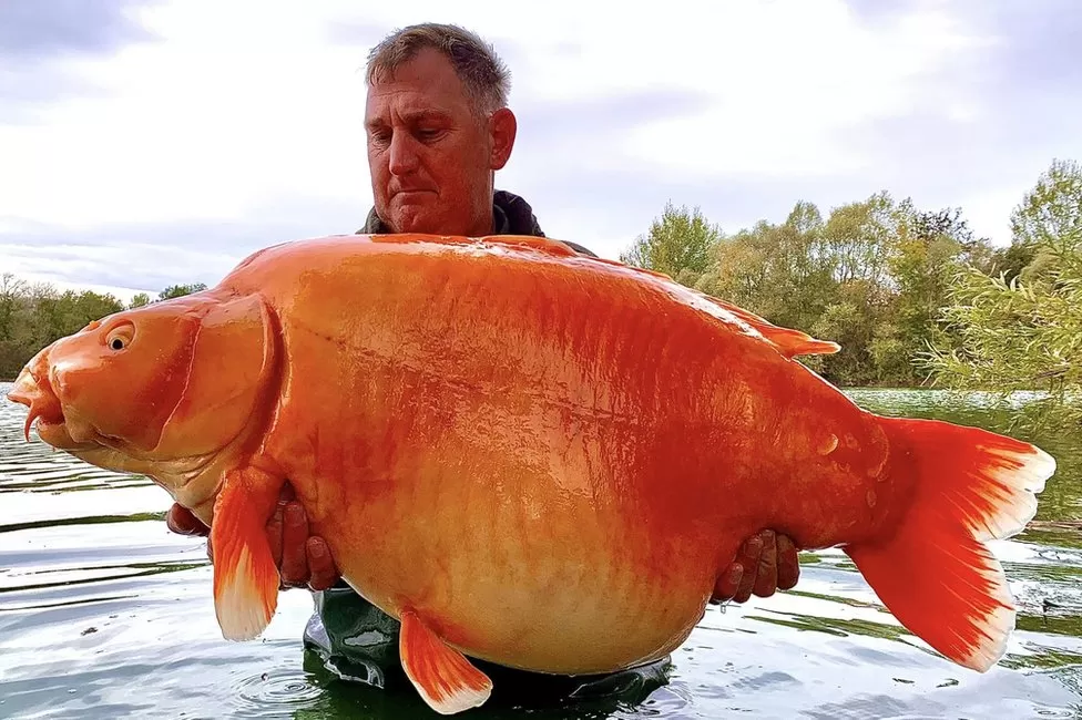 Ֆրանսիայում ձկնորսը  30 կգ քաշով «ոսկե ձկնիկ» է բռնել