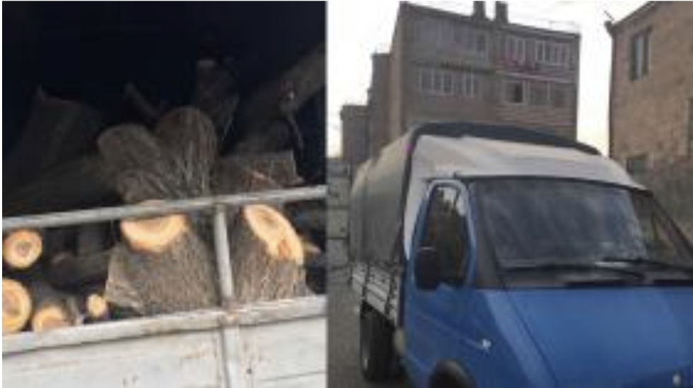 48-ամյա աշտարակցին հատել էր ծիրանենիներ. ապօրինի ծառահատումը բացահայտվել է
