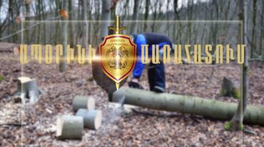Բռնվել են ծառեր ապօրինի հատելիս