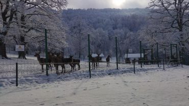 «Դիլիջան» ազգային պարկի «Կովկասյան ազնվացեղ եղջերուների բազմացման կենտրոն»-ը և եղջերուները ձյունածածկ անտառում