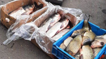 Առգրավվել է շուրջ 870 կգ սիգ. ԲԸՏՄ