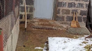 Երևանցին ոչխար էր գողացել մրգաշենցու անասնագոմից