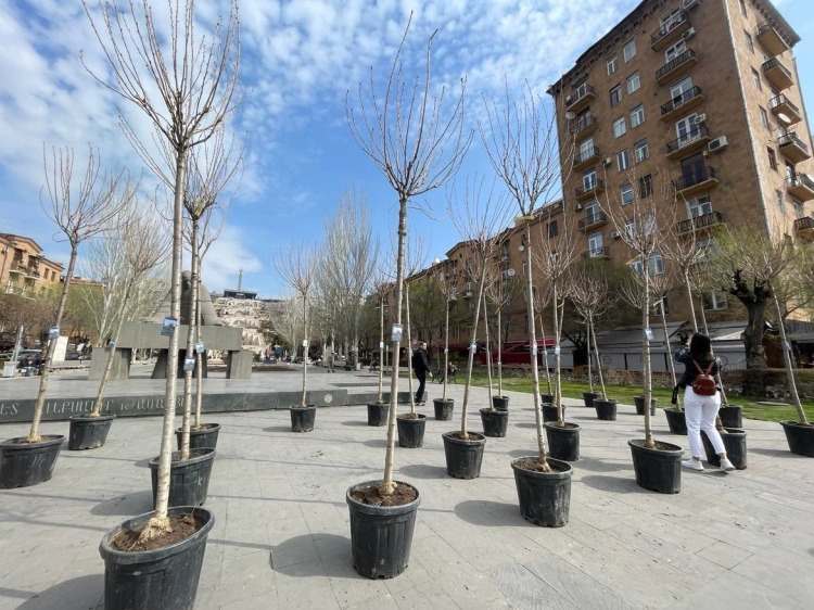 Երևանում մեկնարկել է կենսունակության ավարտին մոտ և կենսունակությունը կորցրած ծառերի փոխարինումը