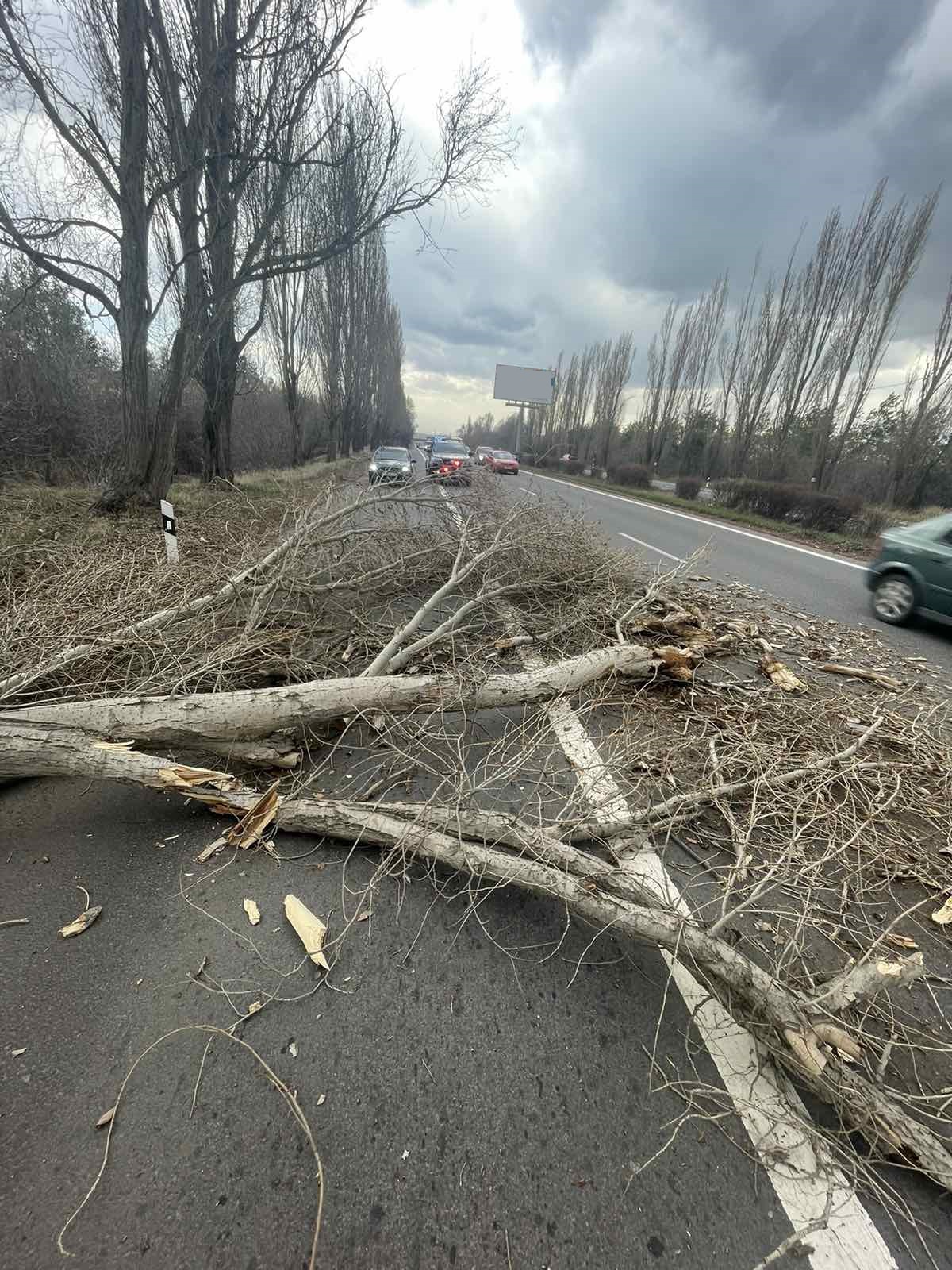 Երևան-Սևան ավտոճանապարհին ծառը տապալվել է՝ վնասելով երկու ավտոմեքենա