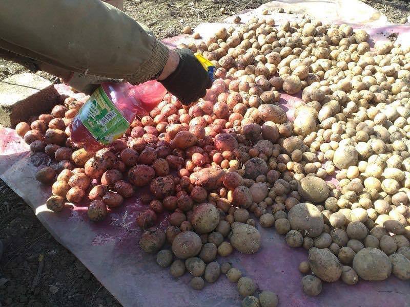 Ներմուծված կարտոֆիլի սերմի ամբողջ խմբաքանակը քիմիական նյութերով հատուկ մշակված է. ԱՀ գյուղնախարարություն