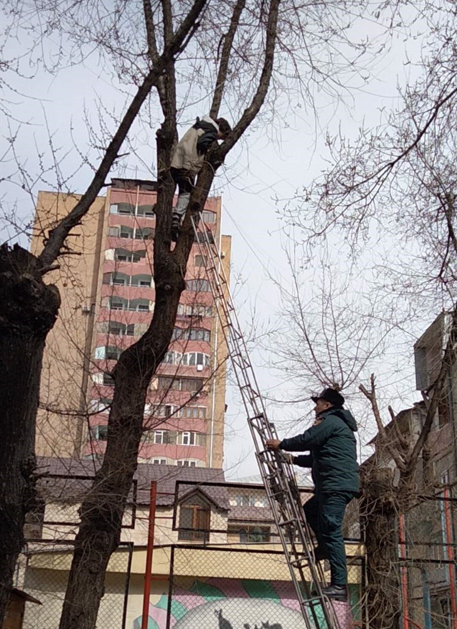 Փրկարարները ծառից իջեցրել են երեխային