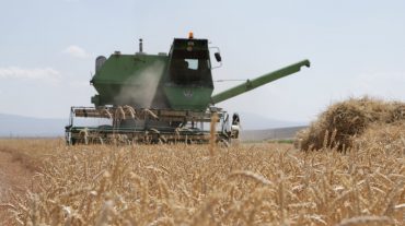 Շիրակի մարզում մեկնարկել է աշնանացան ցորենի ցանքատարածությունների գումարների փոխհատուցման գործընթացը