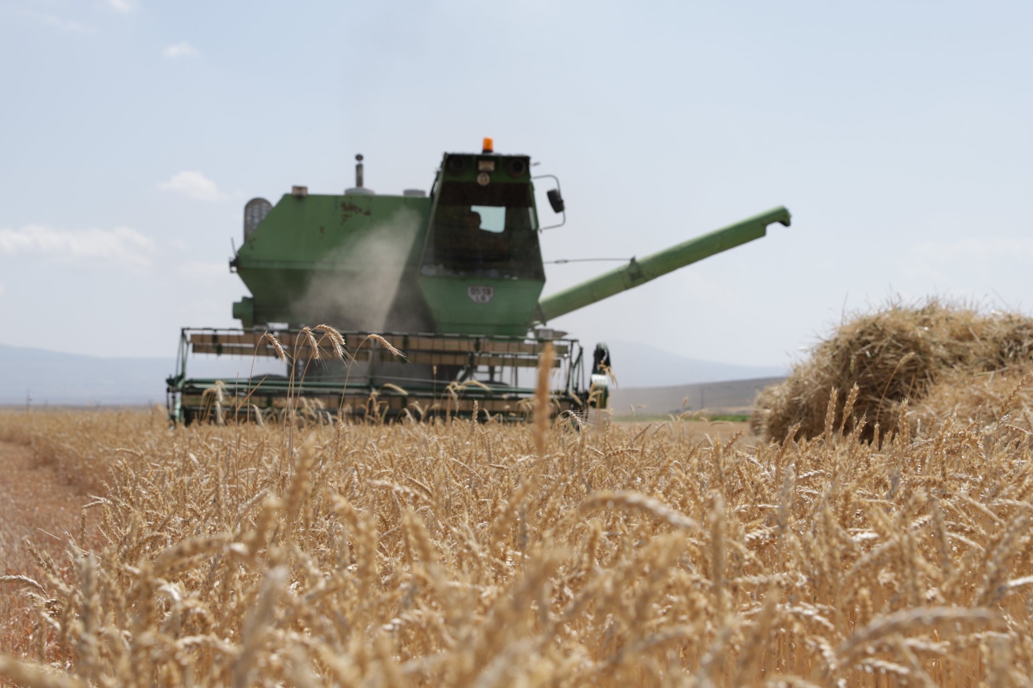 Շիրակի մարզում մեկնարկել է աշնանացան ցորենի ցանքատարածությունների գումարների փոխհատուցման գործընթացը