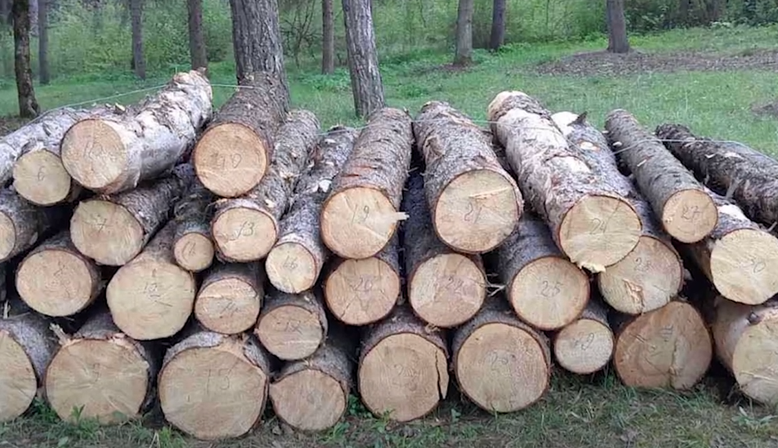 Ապօրինի ծառահատում դենդրոպարկում. Տավուշի ոստիկանների բացահայտումը