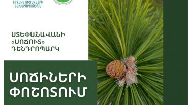 Ստեփանավանի «Սոճուտ» դենդրոպարկում  սոճիների փոշոտման շրջանն է