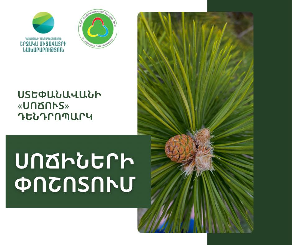 Ստեփանավանի «Սոճուտ» դենդրոպարկում  սոճիների փոշոտման շրջանն է