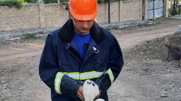 Արագիլի ձագը վայր է ընկել բնից