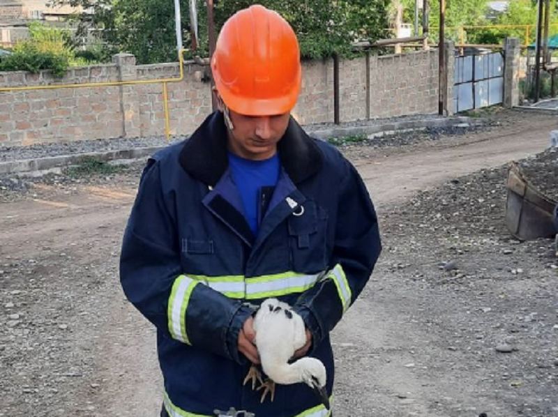 Արագիլի ձագը վայր է ընկել բնից