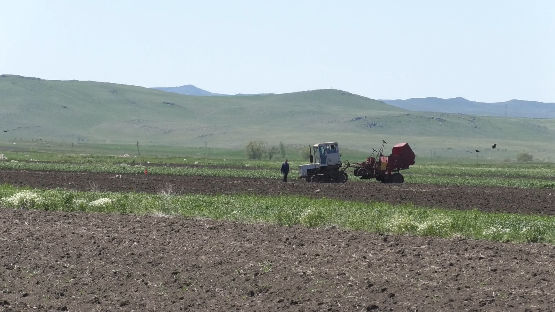 Շիրակի մարզում գարնանացան մշակաբույսերի ցանքատարածքներն այս տարի ավելացել են