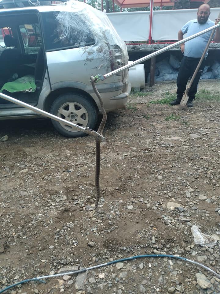 Ավտոմեքենայի մեջ օձ է հայտնվել