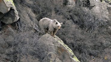 Գորշ արջերի կողմից համայնքների բնակիչներին հասցրած վնասների հարցը գտնվում է նախարարության ուշադրության կենտրոնում. ՇՄՆ