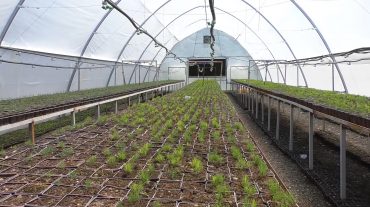 Գյումրիի սելեկցիոն կայանի նոր տնկարան-ջերմատանը աճեցնում են մարզի բնակլիմայական պայմաններին հարմարեցված ծառատեսակներ