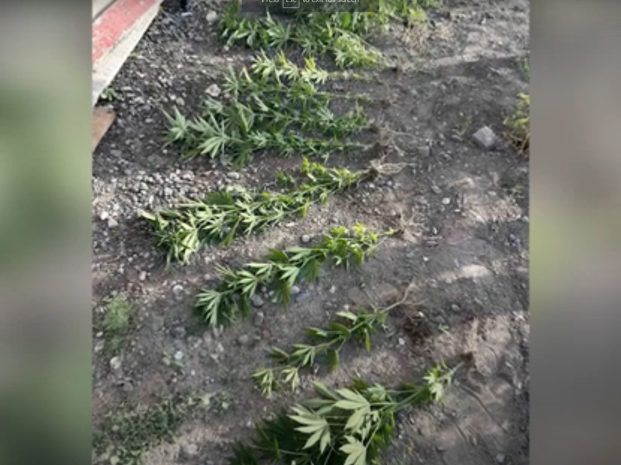 Օպերատիվ տեղեկություն էր ստացվել, որ Նիզամի գյուղի 65-ամյա մի բնակիչ տնամերձ հողամասում կանեփ է աճեցնում