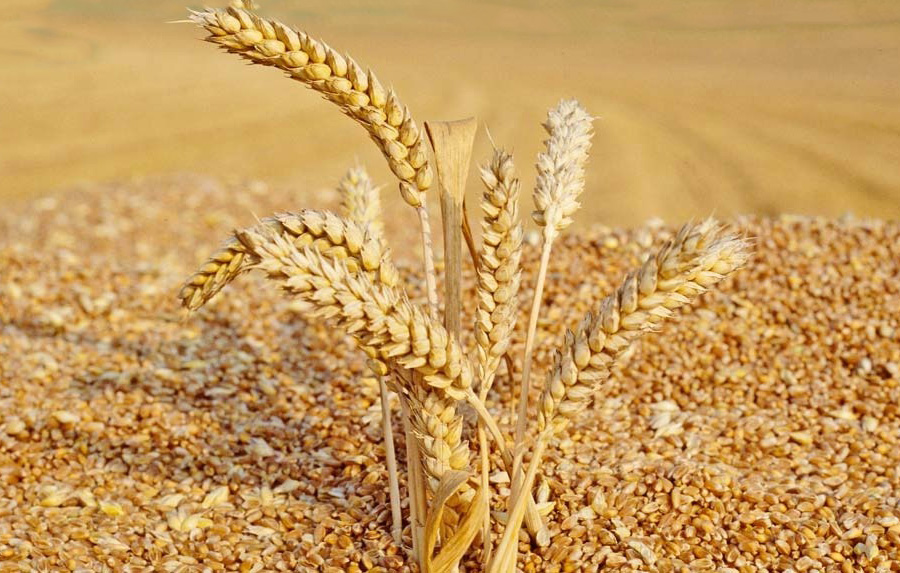 Թուրքիան 3-րդն է «Հացահատիկի միջանցք»-ով ամենաշատ բեռնափոխադրումներ իրականացնող երկրների շարքում
