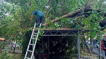 Երևանում ծառը և էլեկտրական սյունը թեքվել և ընկել են տաղավարի վրա