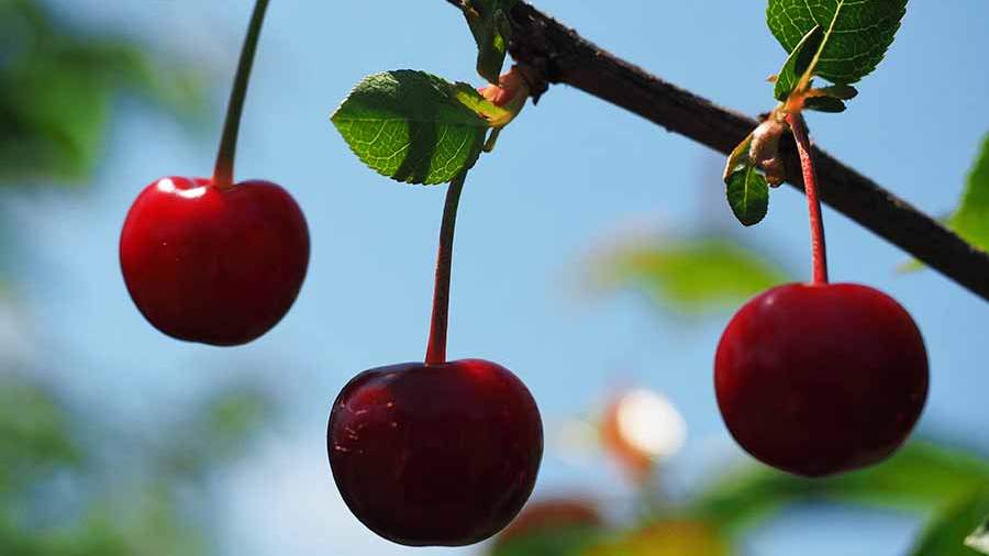Բժիշկը նշել է բալի օգուտները COVID-19-ի հետևանքների դեմ պայքարում