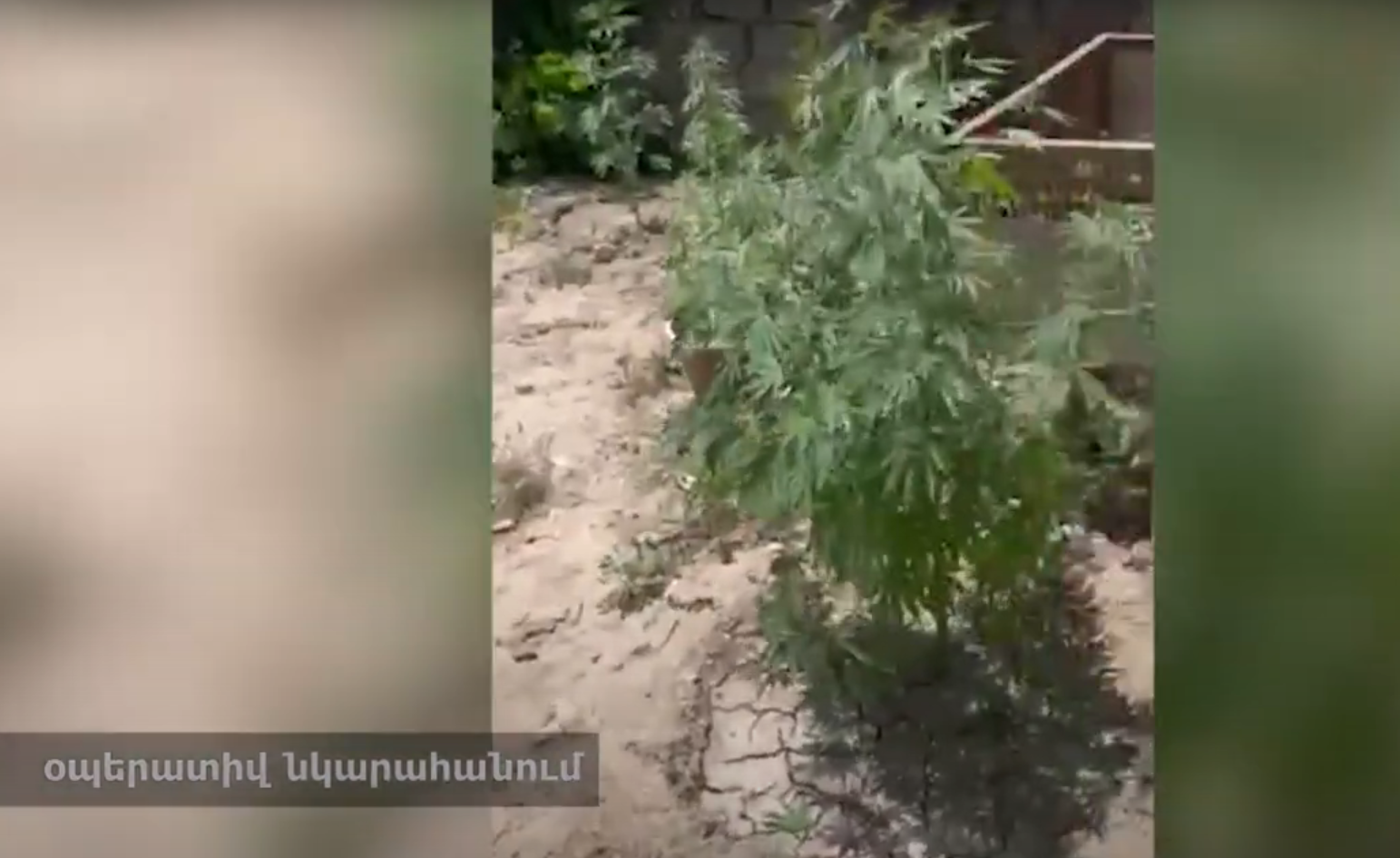 Այնթապցին տան բակում ապօրինի կանեփ էր աճեցնում