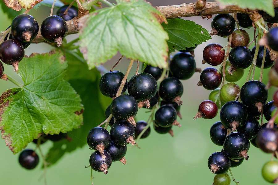 Բժիշկն ասել է, թե ինչ հատապտուղներ կարելի է հավաքել հուլիսին