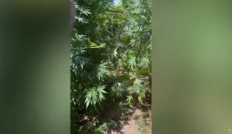 Երկու կգ-ից ավելի թմրամիջոց էր թաղել հողում