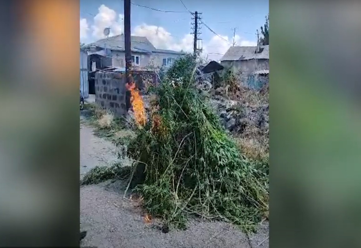 Օգոստոսի 8-ից 13-ը հայտնաբերվել ու ոչնչացվել է մոտ 15 տոննա կանեփի և 5 կգ կակաչի վայրի աճած զանգված