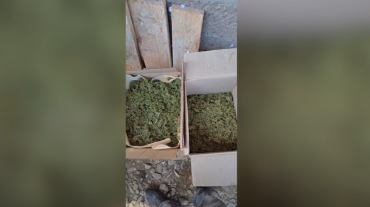 Վաղարշապատի ոստիկանները ապօրինի թմրանյութ պահելու դեպքեր են բացահայտել