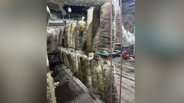 Սնկանոց Աշտարակի դպրոցներից մեկի նկուղում