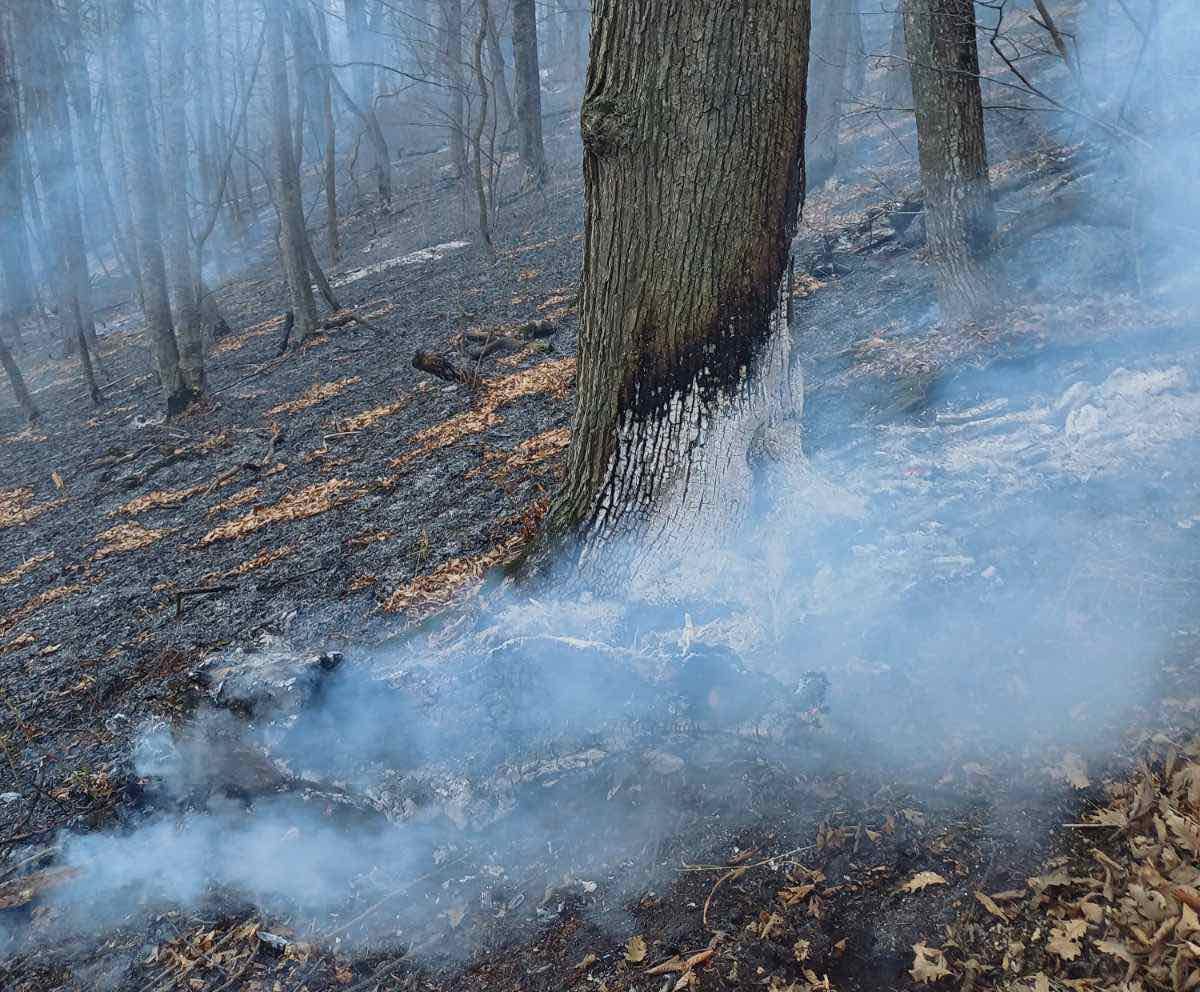 Փրկարարները մարել են  «Դիլիջան ազգային պարկ»-ում բռնկված հրդեհը