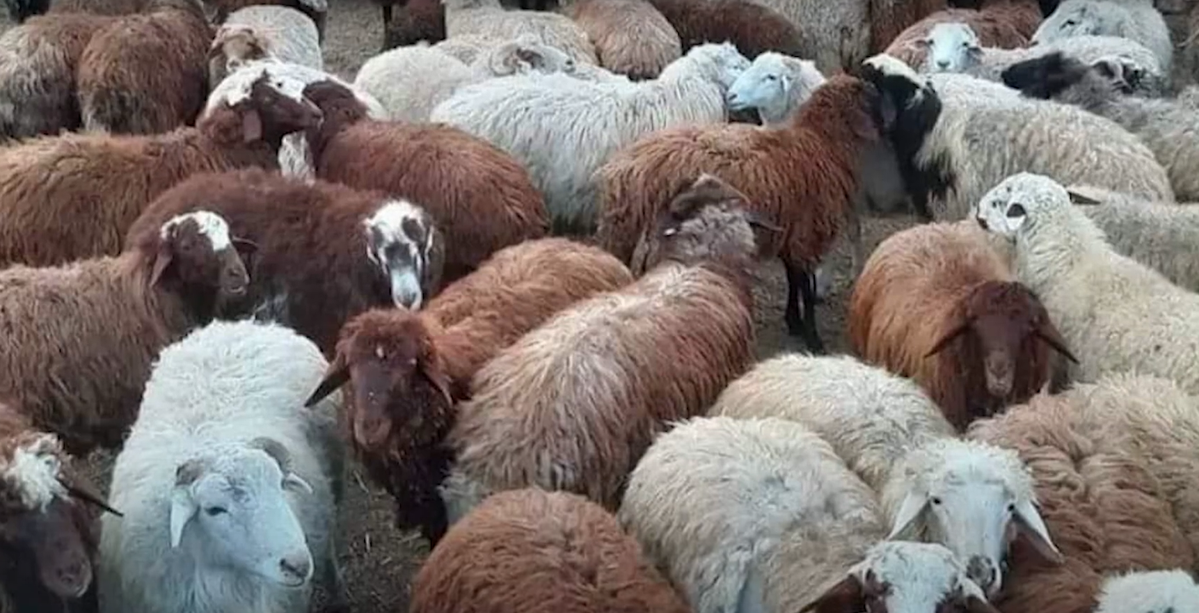 Գողացել էին ամբողջ հոտը՝ 158 ոչխար