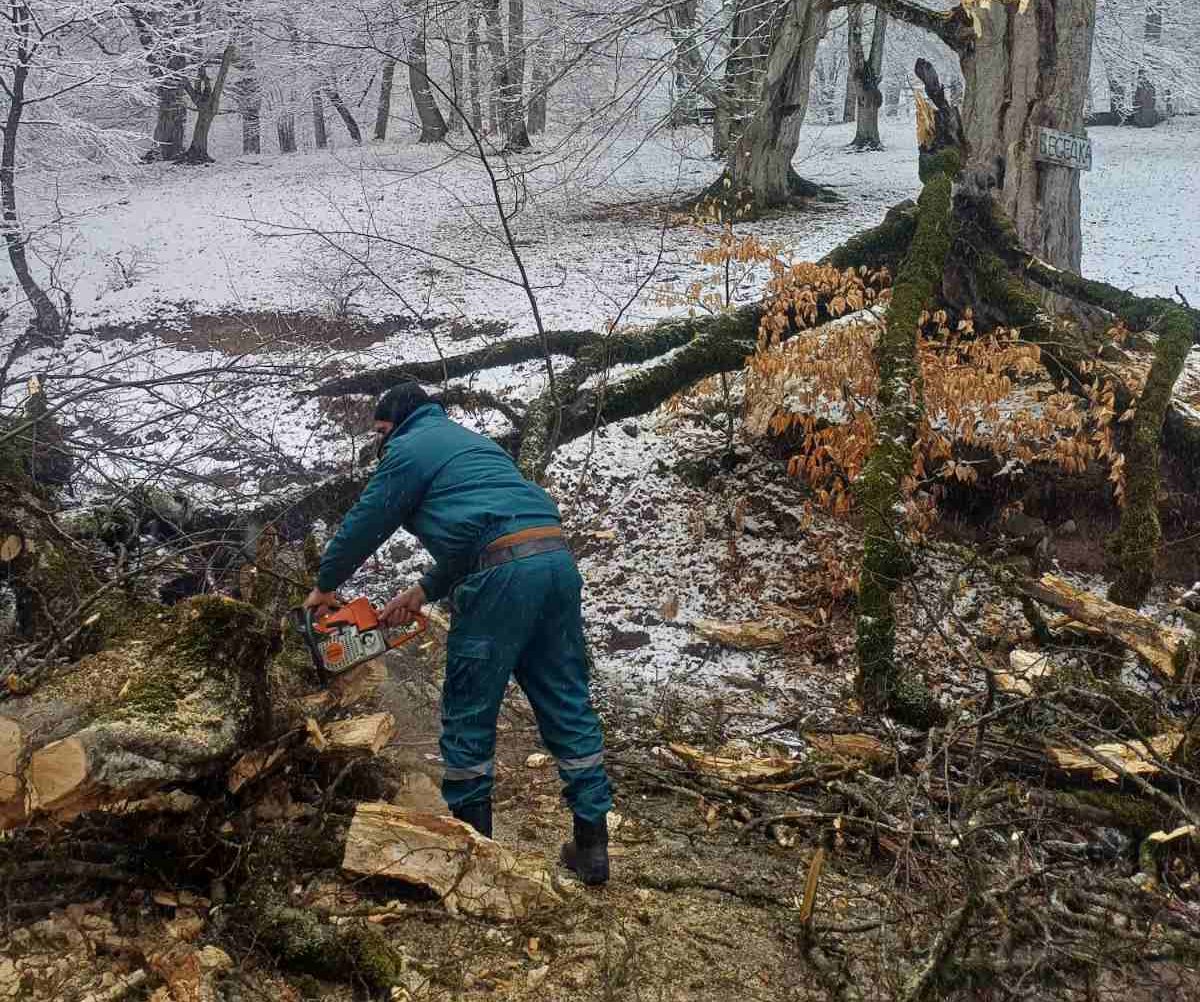«Հաղարծին» վանական համալիր տանող ավտոճանապարհին ծառն ընկել և երկկողմանի փակել է ավտոճանապարհը