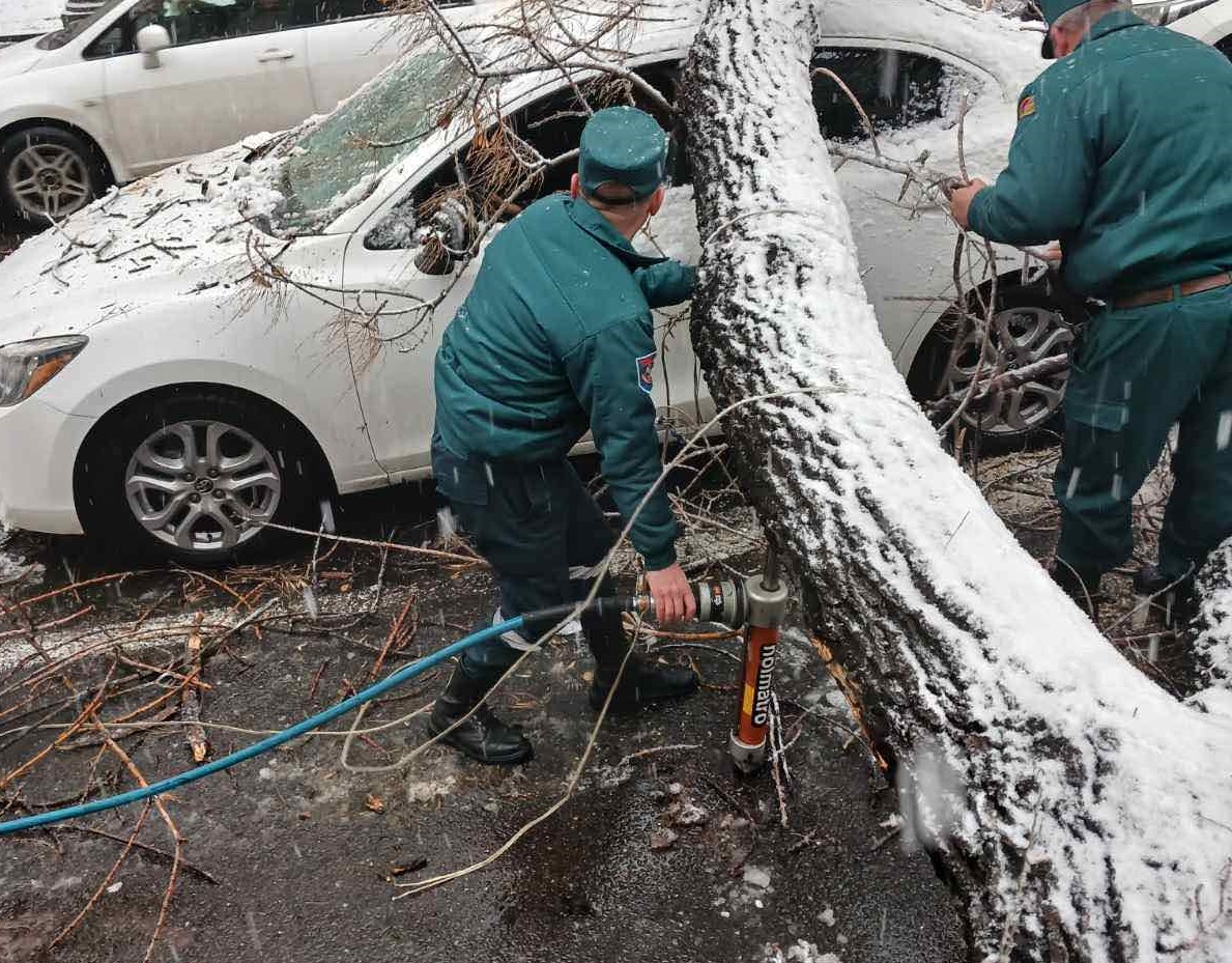 Փրկարարները ծառը հեռացրել են ավտոմեքենաների վրայից